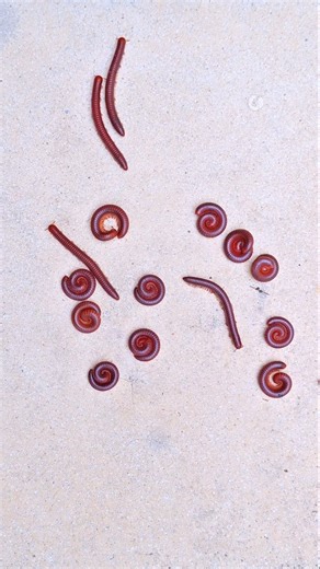 milipede form an alien if you click subscribe #milipede #centipede #viral #shorts #animal #insects