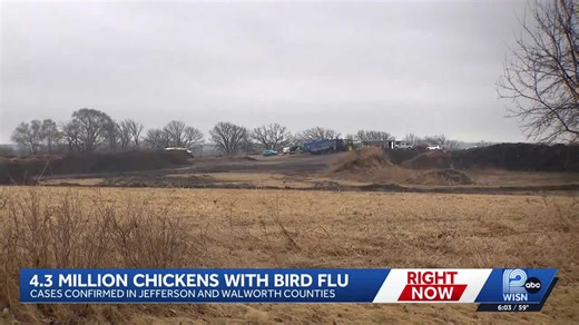 Bird flu outbreak forces mass chicken euthanasia in Wisconsin