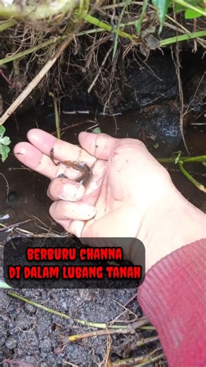 CHANNA NYA RAME BANGET - IKAN CHANNA #shorts #channa #limbata #viral