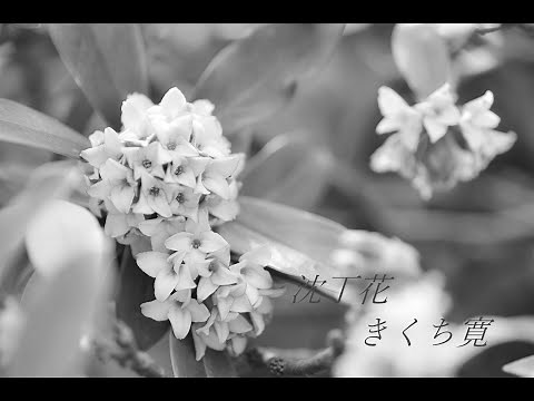 沈丁花 きくち寛