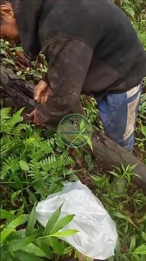 Hunting for forest honey on Mount Kelud
