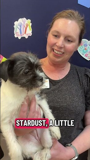 Meet adorable adoptable dogs at Valley Humane Society