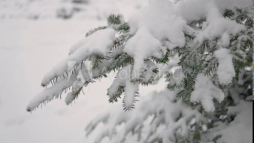 Beautiful Christmas trees in the snow. A beautiful walk through the winter forest. Trees, branches and bushes in the snow. Snow everywhere. The path in the forest is covered with snow.