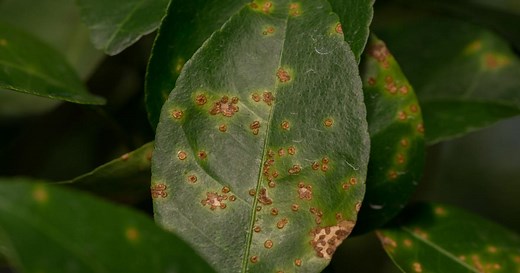 Le chancre : une maladie redoutable pour les arbres fruitiers