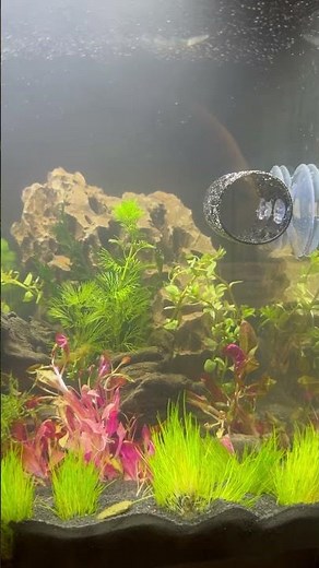🌿 Planted and Ready! Fluval Flex 15 Betta Community Tank Coming Soon 🐟