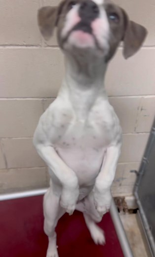 lap dog :) rescue Roswell Nm tel 5756246722 Elisted the very talented KJ . She is only 30lbs so smallest . 1 year old female with amazing talents. id a010606 to adopt have a vet appointment for spay/rabies shot . can adopt in person or via email . can place 24 hour hold on dog if needed | Jo Wallace