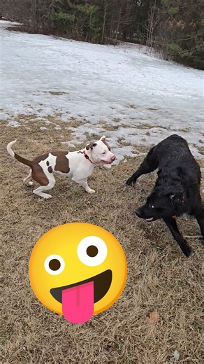 Park Pandemonium.💩🙀🙈 #parkplaytime #wrestlemania #lol #pitty