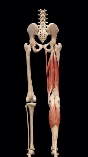 Knee flexion #osteopathy #anatomy