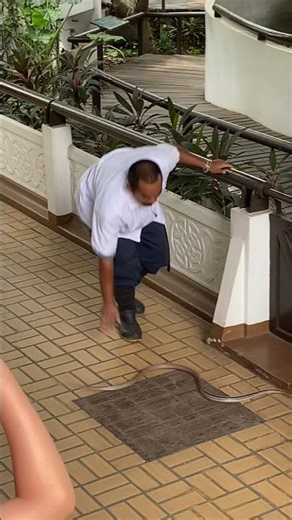 It almost got him … rat snake on the attack