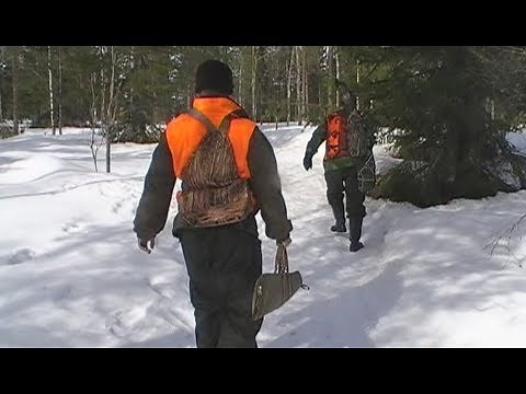 Päiväni hirvimetillä