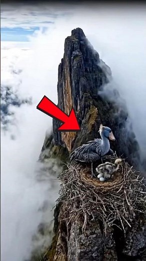 Rescue a Shoebill from Red Giant python