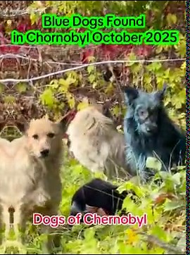 Blue dogs keep showing up around the Chornobyl exclusion zone