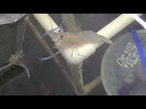 90 Days Update - Growing Freshwater Prawns in a Stock Tank