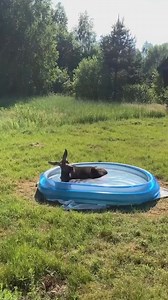 Moose pool party 💦 Moose 🎥 by @annette_tse . #mooseinthepool #hotsummer #moosefoto #wildlife #cuteanimals #moose #nature #nature #bullmoose #pool #poolparty #swimming # | The Moose Meadow