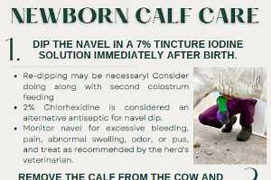 Newborn Calf Care Management - English and Spanish