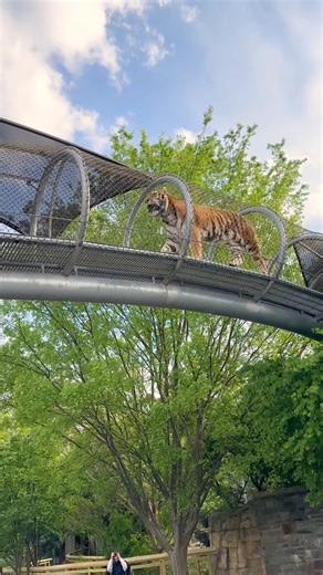 🐯 Moments like this await you with every visit! Take advantage of our Black Friday sale through tomorrow and save up to 25% on our new membership levels! https://bit.ly/3KrjUlz | Philadelphia Zoo
