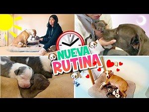 💕ROUTINE WITH MASHA AND THE BEAR'S BABIES 🐕‍🦺🍼 THEY'RE GETTING BIGGER EVERY DAY!😱 | CONNY MERLIN