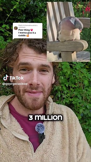 Replying to @hannahlou1818 I'm pretty pleased that theres plenty of pigeon pals out there! 🤍🕊 Here's why I think this pidge was looking so sad 😪 #sadpigeon #birds #wildlife #nature #rspb #birdwatching #naturelover #pigeon