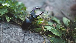 The European stag beetle Lucanus cervus: portrait of the body and of its enlarged mandibles.