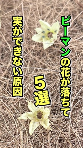 ピーマンの花が落ちる5つの原因とは？