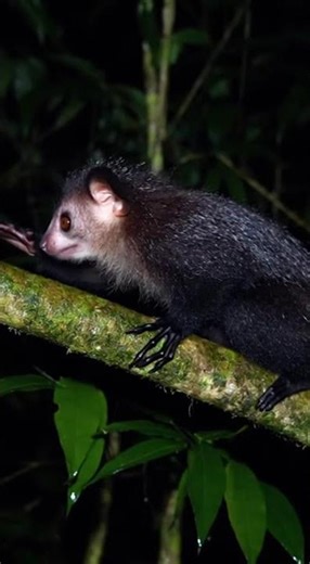 The Creepiest Lemur You’ve Ever Seen 😳🌙