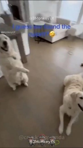 🐕🤣 Guilty Dogs Caught in the Act!