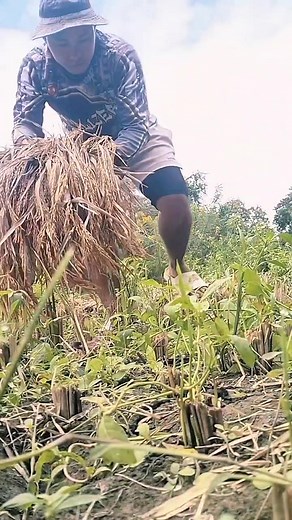 Agtubo ta ginapasen..madi met aginiten.. #followersreelsfypシ゚viralシfypシ゚viralシalシfollowers @highlight #BiyagTiMannalon | Everyday Vibes | Facebook