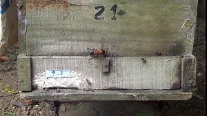 Sounding the alarm: How honey bees alert their hive to attacks by giant “murder” hornets