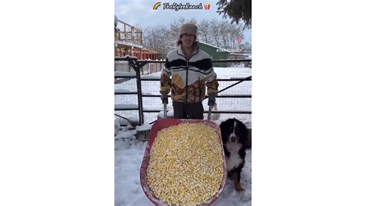 Man feeds all his cute animals a barrel full of popcorn