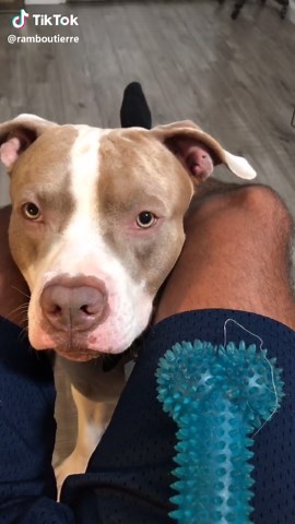 Understanding Dilated Pupils in Dogs: Signs and Symptoms