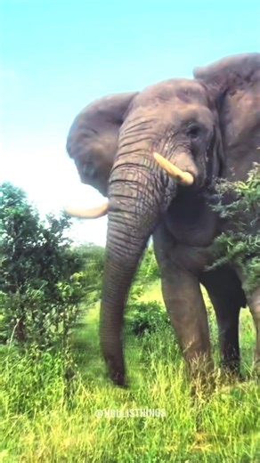 shoking Animals Videos 😱