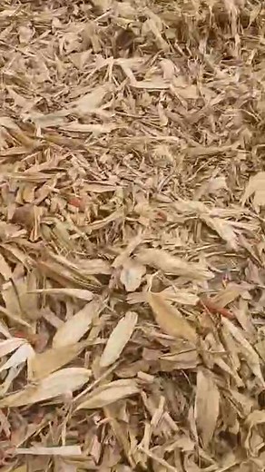 Chuck and Bruce Abbott (members from Smithfield) provided this harvest video....... of their 98 year old Mother Louise Abbott running the combine. The end is a little "wobbly"......Chuck was getting out of the way LOL! Wait for her wave at the end....... | Fulton County Farm Bureau