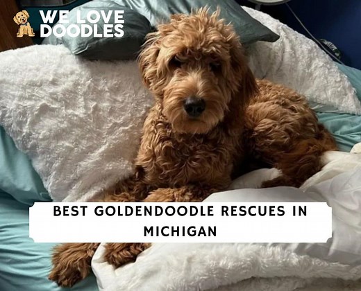 3 Best Goldendoodle Rescues in Michigan! - We Love Doodles
