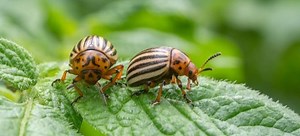 How to Identify and Remove Potato Bugs | DoItYourself.com