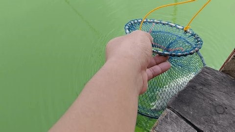 clip-4048297959-freshwater-fish-caught-blue-mesh-keep-net