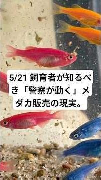 5/21: The Reality of Illegal Killifish Sales: What Every Keeper Needs to Know Before the Police G...
