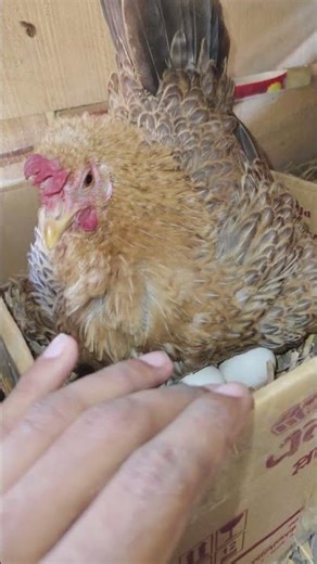 backyard chicken egg hatching so cute! real hatch 🐣🥚👍