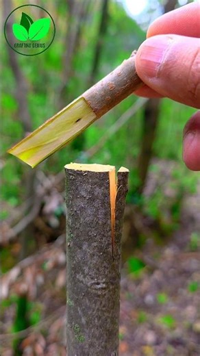 Easiest grafting techniques for plants | Persimmon tree grafting ideas √ #nature #grafting #bonsai