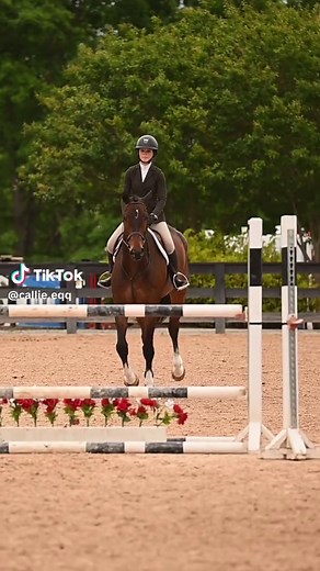 Exploring the Benefits of Owning a Hunter Dog