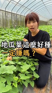 610K views · 3.5K reactions | 種地瓜葉就會有地瓜可以吃啦? 此甘藷非彼甘藷，地瓜葉和地瓜只差一個字，但其實是不同種的存在~~ 想吃我們的有機地瓜葉? 私訊加入訂菜群組！ #地瓜葉 #有機 #牛埔有機農場 #淡水 #板橋 #蔬菜宅配 #新北農場 #食農教育 #親子體驗 #綠色 #好吃 #青農 #甄農夫 #farm | 牛埔有機農場 | Facebook