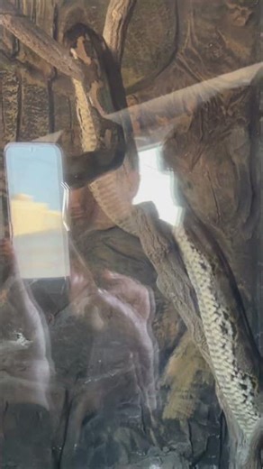 snake is coiling🐍