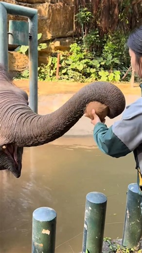 elephant is built different 🐘 😍#shorts