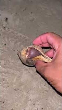 ￼ The Hermit Crab:🐚 lifespan, 10 to 30 years ￼