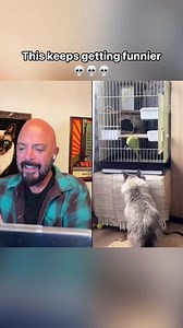 Don’t mess with the bird!😹🦜💀 #Cats #Bird #Lol | Jackson Galaxy