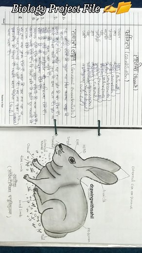Sahil Khan on Instagram: "Class 11th 12th biology project file 👍👍 #diagram #biology #science #bio #heart #humanheart #animals #art #drawing #drawingwithsahil"
