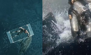 Monster Great White Shark Crashes Through Diver’s Plastic Box In Insane Shark Week Video | Whiskey Riff