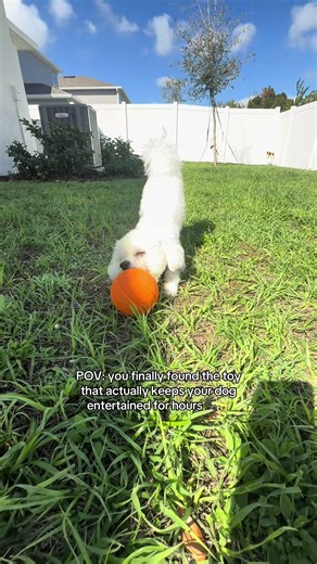 We saved the best for last🏀🐾 Benji is OBSESSED with his BrightKins treat ball! It bounces, it has snacks inside, and he literally could not handle it😂 If your dog is a treat lover, this one is a game changer🤍 Thank you @Brightkins Pets for sending us this ball, it’s already his favorite toy ever 🐶✨ #BrightKins #TreatToy #BichonFrise #DogTok #DogsOfTikTok