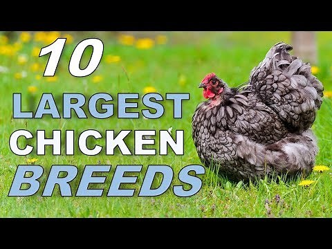 Top 10 Biggest Chicken Breeds