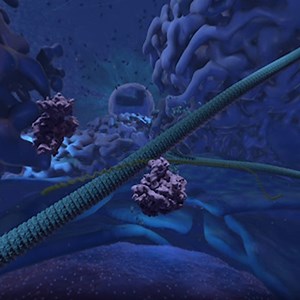 Cellscape: A View Inside a Human Cell (W/ Narration) | XVIVO