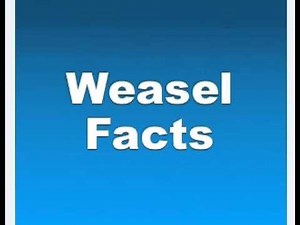 Weasel Facts - Facts About Weasels